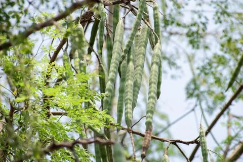 Moringa oleifera tree in bloom with drumstick fruits medicinal plant Stock Photos