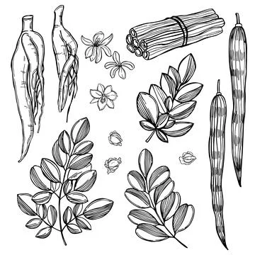 Moringa oleifera.  Vector  illustration. Stock Illustration