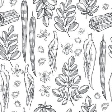 Moringa oleifera.  Vector  pattern. Stock Illustration