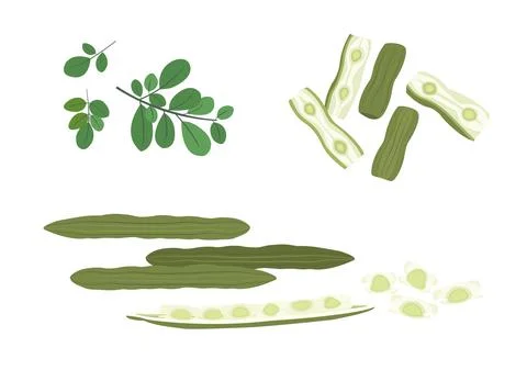 Moringa or drumstick herb vector on white background 03 Stock Illustration