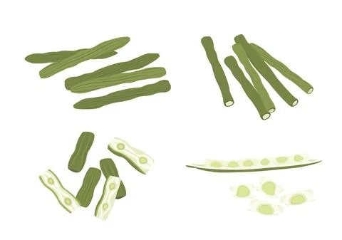 Moringa or drumstick herb vector on white background 01 Illustrazione stock