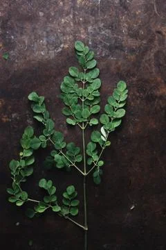 Moringa on rustic background Stock Photos