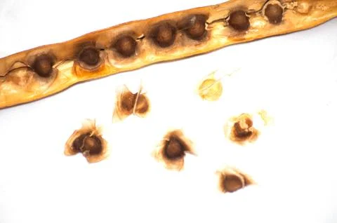 Moringa seed Stock Photos