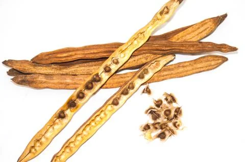 Moringa seed Stock Photos