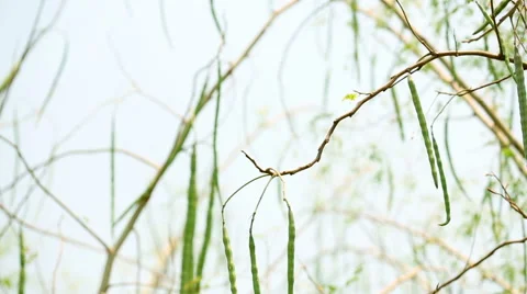 Moringa seeds Video stock 66746392