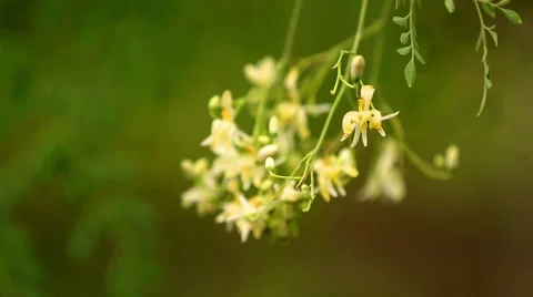 Moringa seeds Stock Footage 66746437