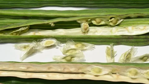 Moringa seeds - Microplastics from water 库存影片 341814110