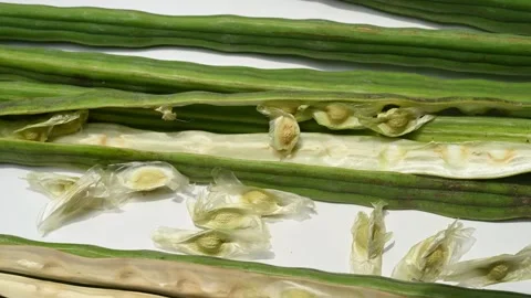 Moringa seeds - Microplastics from water 库存影片 341814113