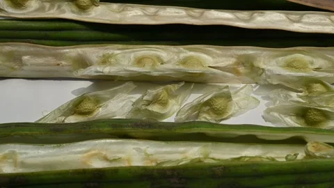 Moringa seeds - Microplastics from water 库存影片 341814114