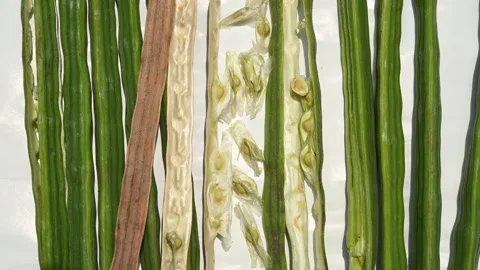 Moringa seeds - Microplastics from water 库存影片 341814118