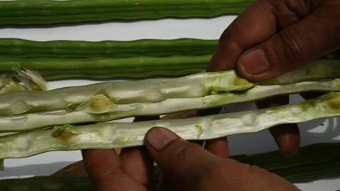 Moringa seeds - Microplastics from water 库存影片 341814492
