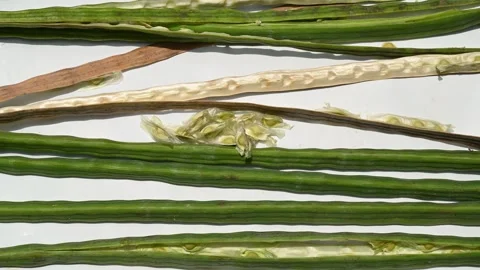 Moringa seeds - Microplastics from water 库存影片 341814507