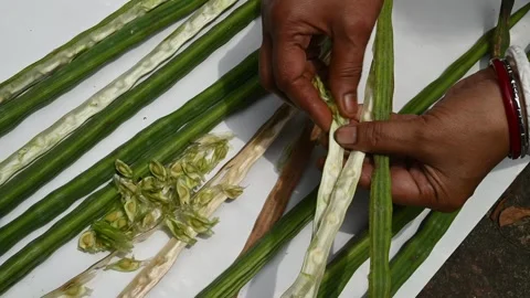 Moringa seeds - Microplastics from water 库存影片 341814513