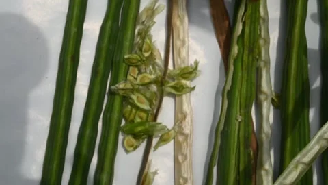 Moringa seeds - Microplastics from water 库存影片 341815009