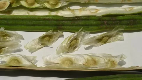 Moringa seeds - Microplastics from water 库存影片 341815120