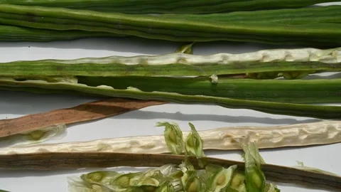 Moringa seeds - Microplastics from water 库存影片 341815211