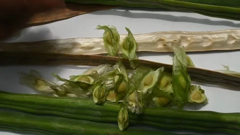 Moringa seeds - Microplastics from water 库存影片 341815802