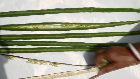 Moringa seeds - Microplastics from water 库存影片 341816393