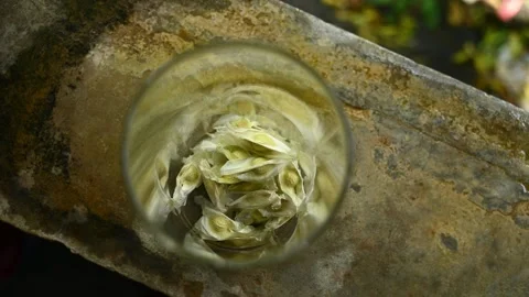 Moringa seeds - Microplastics from water 库存影片 341816453
