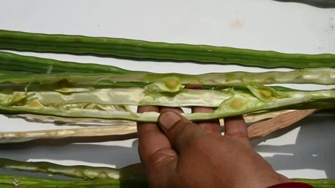 Moringa seeds - Microplastics from water 库存影片 341816490