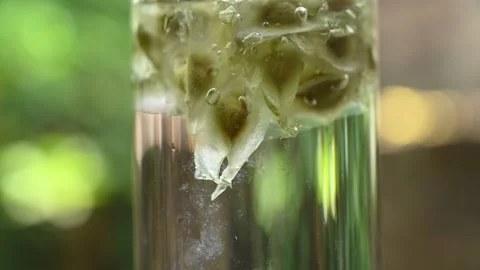 Moringa seeds - Microplastics from water 库存影片 341816549