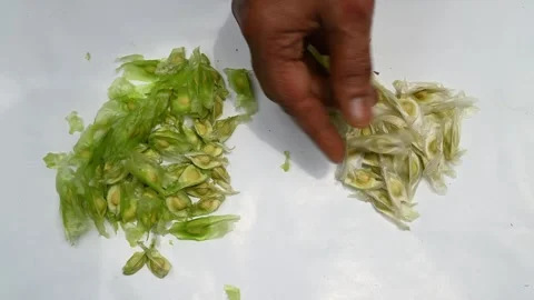 Moringa seeds - Microplastics from water 库存影片 341816858