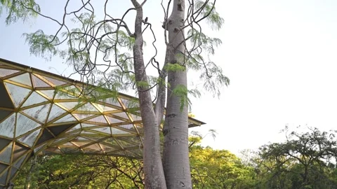 Moringa tree also known as miracle tree at Lake Gardens. Видео 267550888