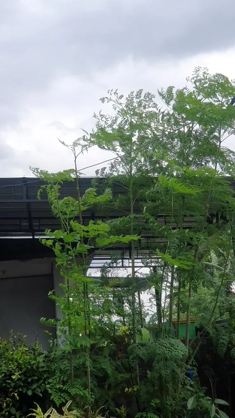Moringa tree and its green leaves blowing in the wind Stock Footage 330520538