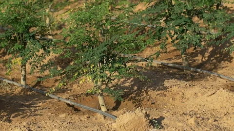 Moringa tree and watering system Stockbeeldmateriaal 111305560