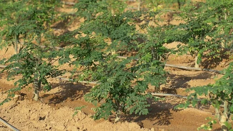 Moringa tree and watering system Stockbeeldmateriaal 111305643