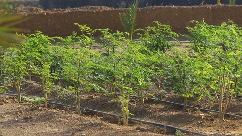 Moringa tree and watering system Stockbeeldmateriaal 111384435