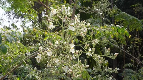 Moringa Tree with Blossoms Видео 333893439