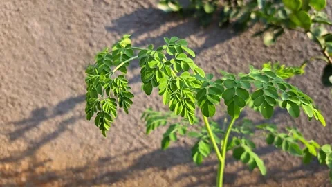 Moringa tree blown by the wind. Stock Footage 254381538