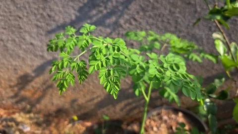 Moringa tree blown by the wind. Stock Footage 254381557