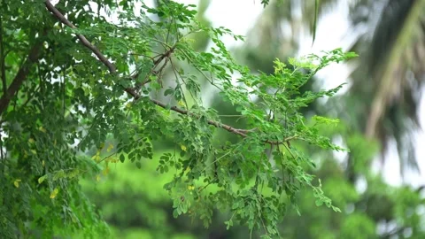Moringa Tree Branches with Fresh Green Leaves Swaying in the Wind. Stock Footage 338030515