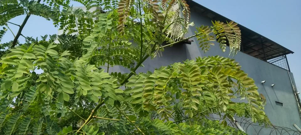 Moringa Tree Compound Leaves with Tiny Green Leaflets in Natural Daylight Stock Photos