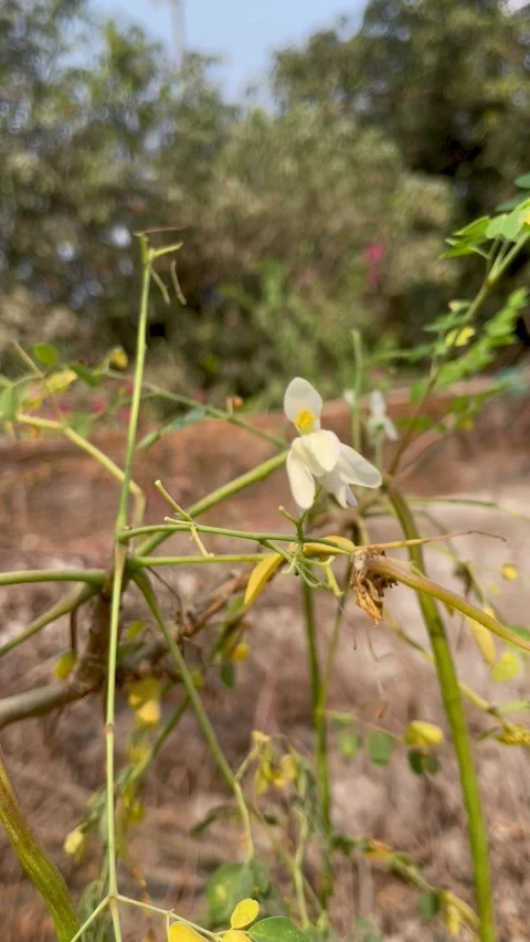 Moringa tree flower. Its other names are Moringa. Stock Footage 306227955