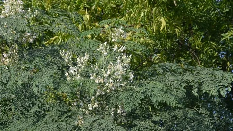 Moringa tree flowers. Stock Footage 303132416