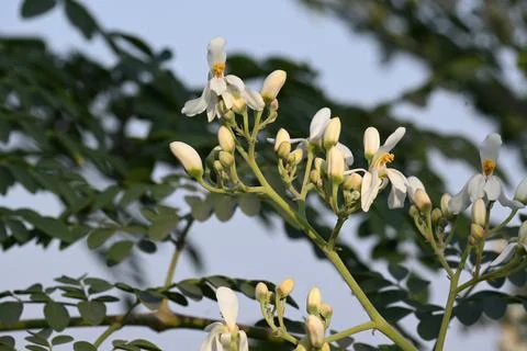 Moringa tree flowers. Stock Photos