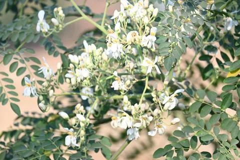 Moringa tree flowers. Stock Photos