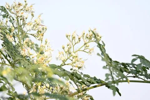 Moringa tree flowers. Stock Photos