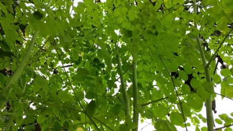 Moringa tree leaves seen from below, daun pohon kelor, merungga tree silhouette 스톡 동영상 317291789