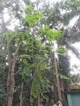 Moringa tree in nature. Drumstick tree for good food seasoning Fotos Stock