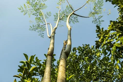 The Moringa tree , or drumstick tree, is a fast growing tree Stock Photos