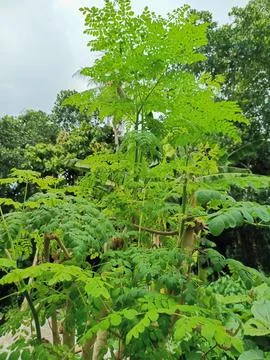 Moringa tree Stock Photos
