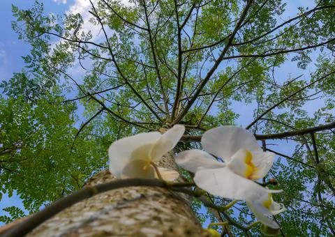 Moringa tree top and blurred stamp and orchid (1 of 1) Foto stock