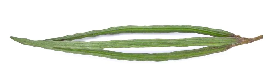 Moringa on a white background Foto stock