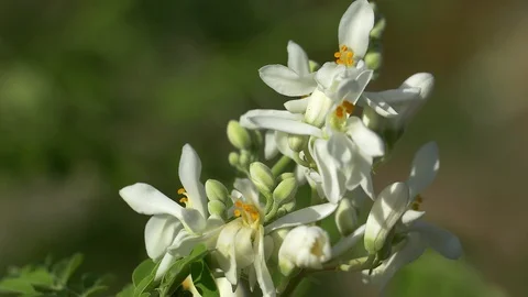 Moringa white flowers close up Stockbeeldmateriaal 111304053