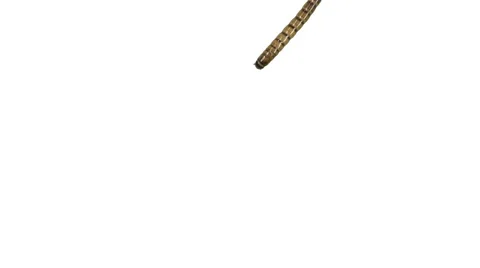 Morio worm Video stock 51840763