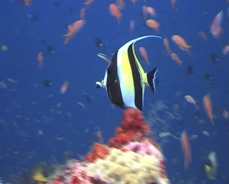 Morish Idol Fish roaming the reef Stock Footage 1092058